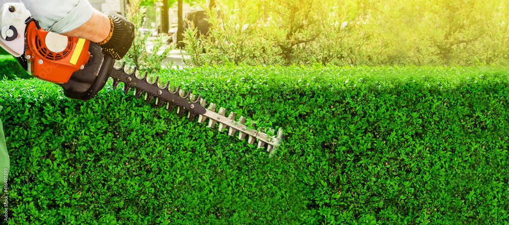 Trimming hedge2